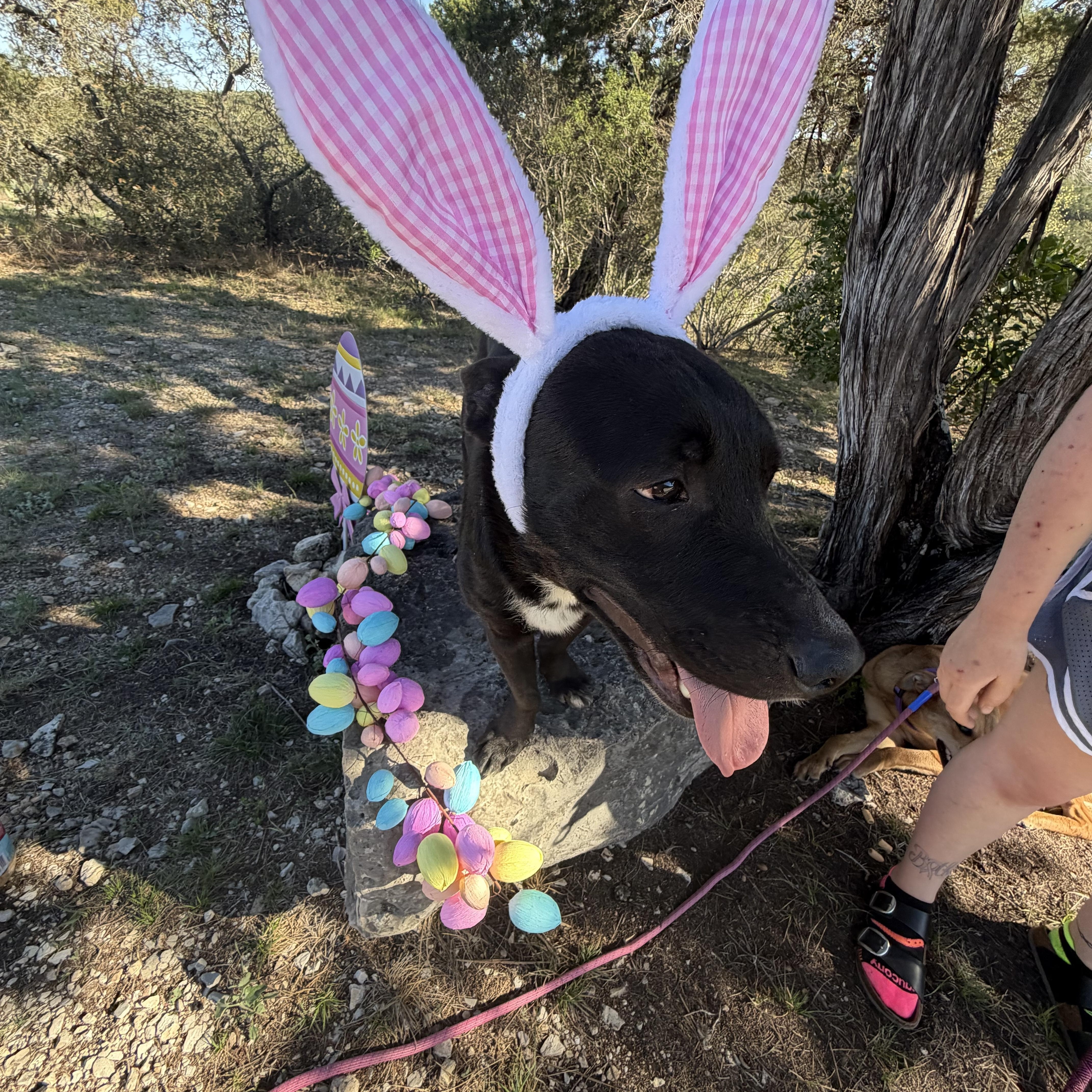 Enlarge Dusty, an adopted mixed breed in Seattle, WA image 5/5