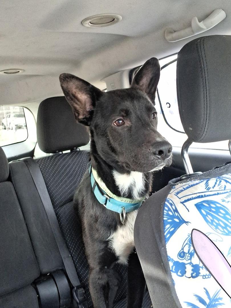 Enlarge Dusty, an adopted mixed breed in Seattle, WA image 1/5