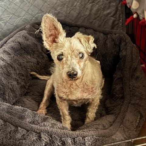 Enlarge Stewart, a Adoptable mixed breed in Spring, TX image 3/3