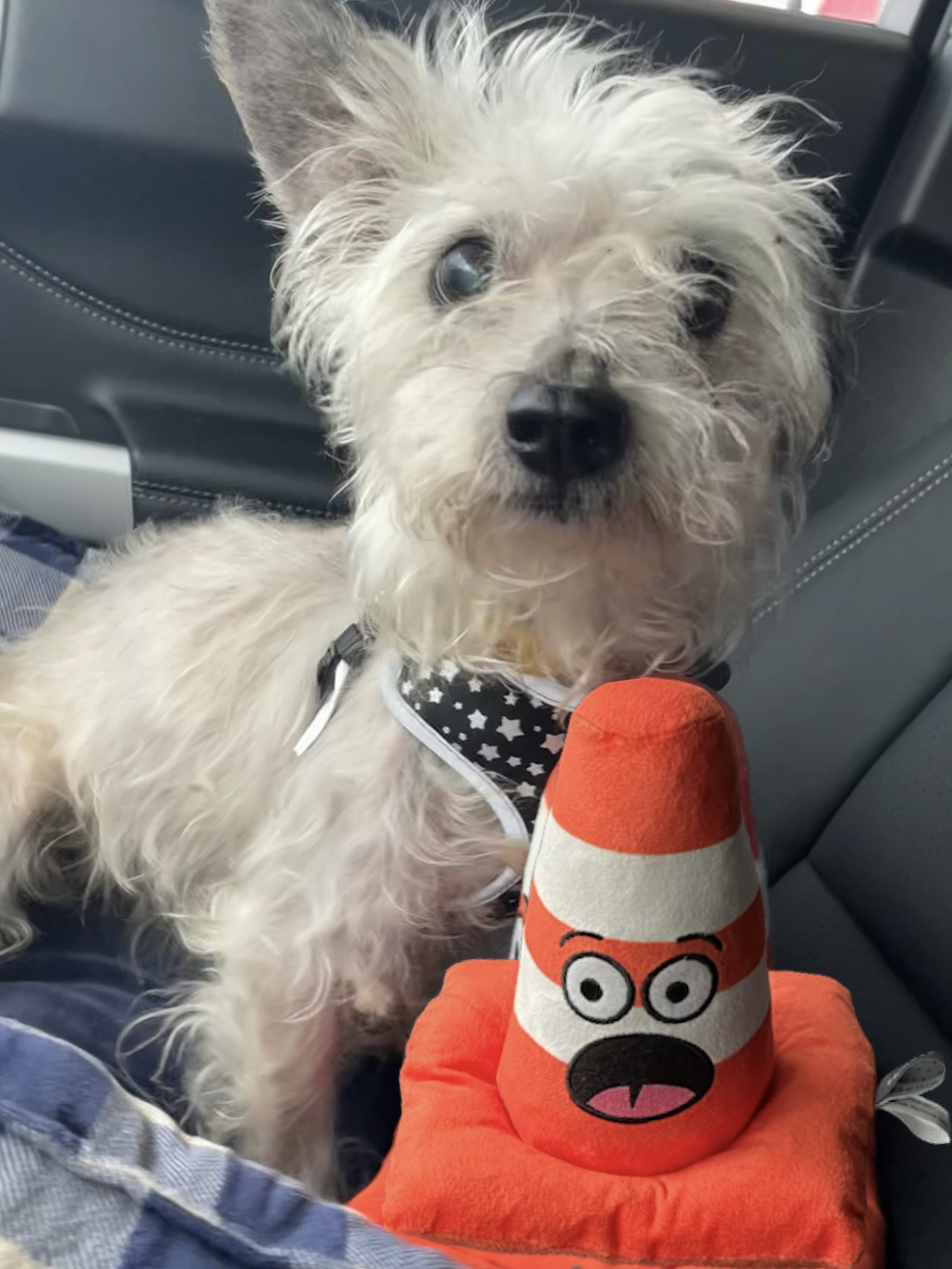 Stewart, a Adoptable mixed breed in Spring, TX image 2/2