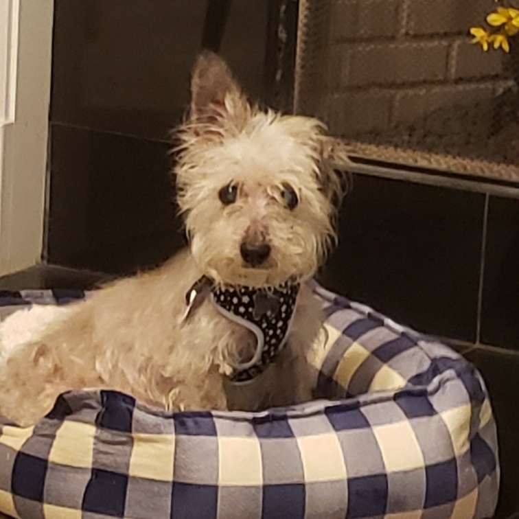 Stewart, a Adoptable mixed breed in Spring, TX image 1/2