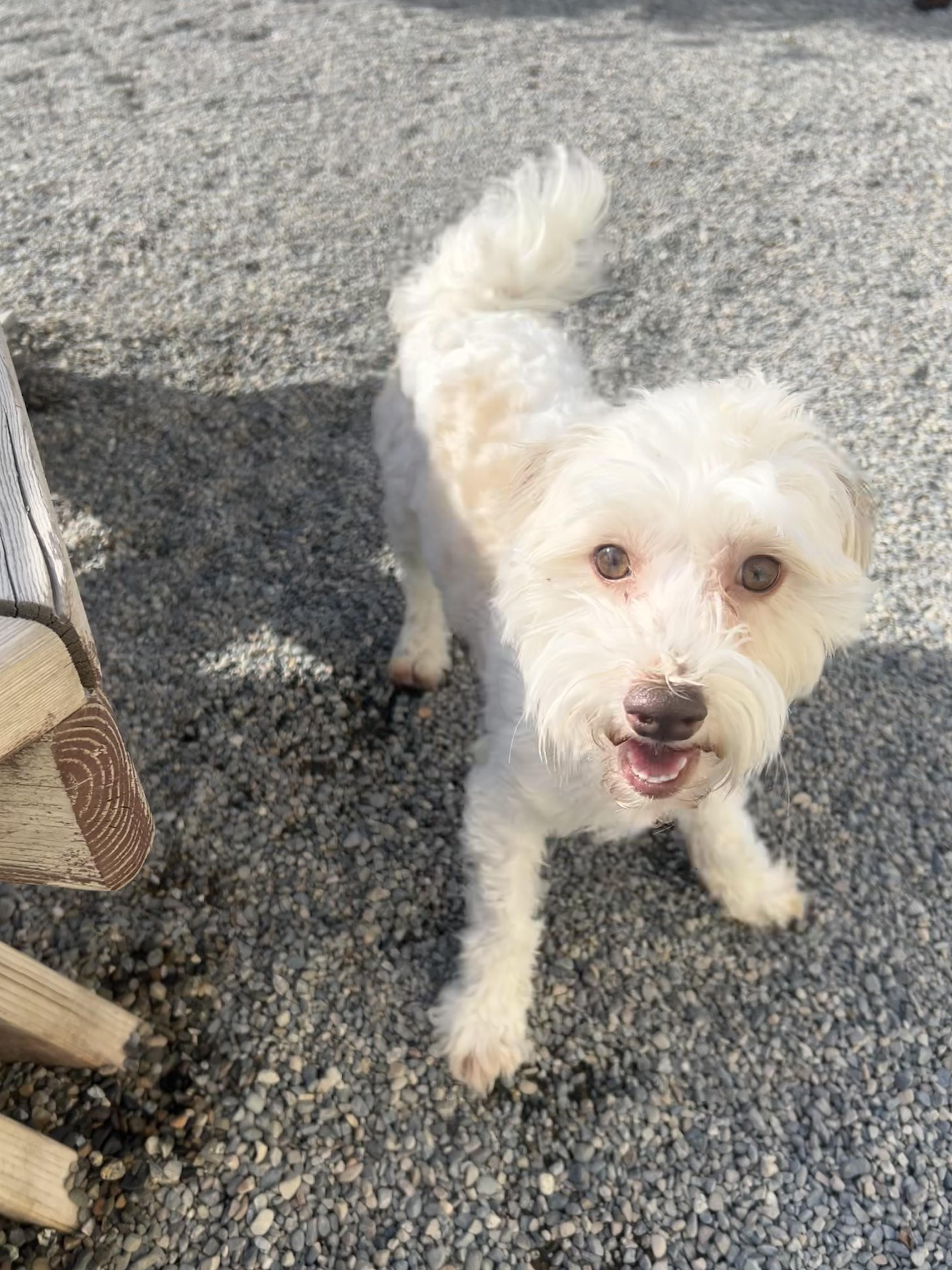 Charlie, Adopted, Young Male Havanese.