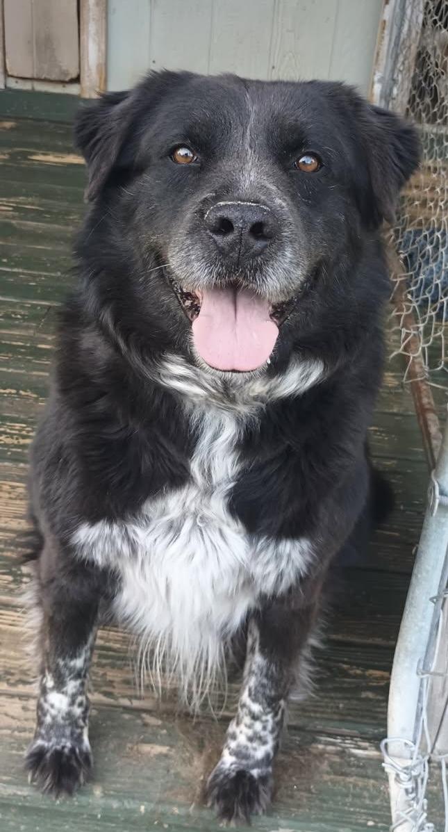 Oscar, Adoptable, Adult Male Husky.