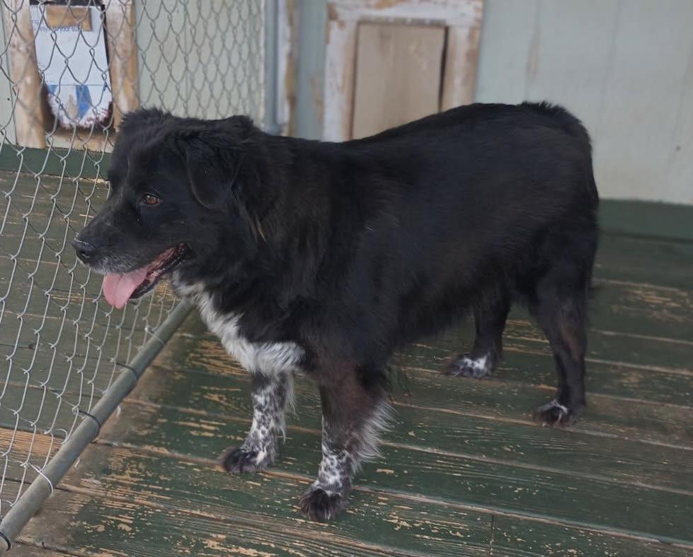 Enlarge Oscar, a Adoptable mixed breed in Clarksville, VA image 2/3