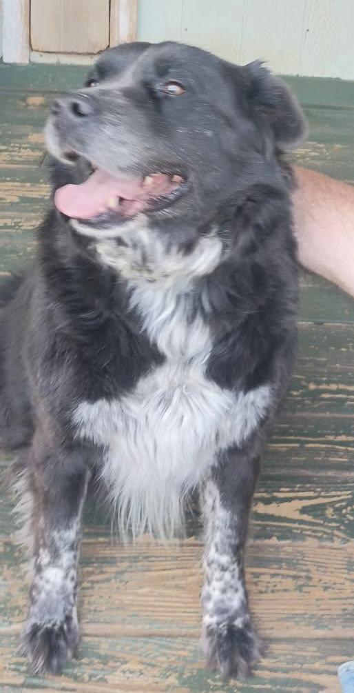 Enlarge Oscar, a Adoptable mixed breed in Clarksville, VA image 3/3