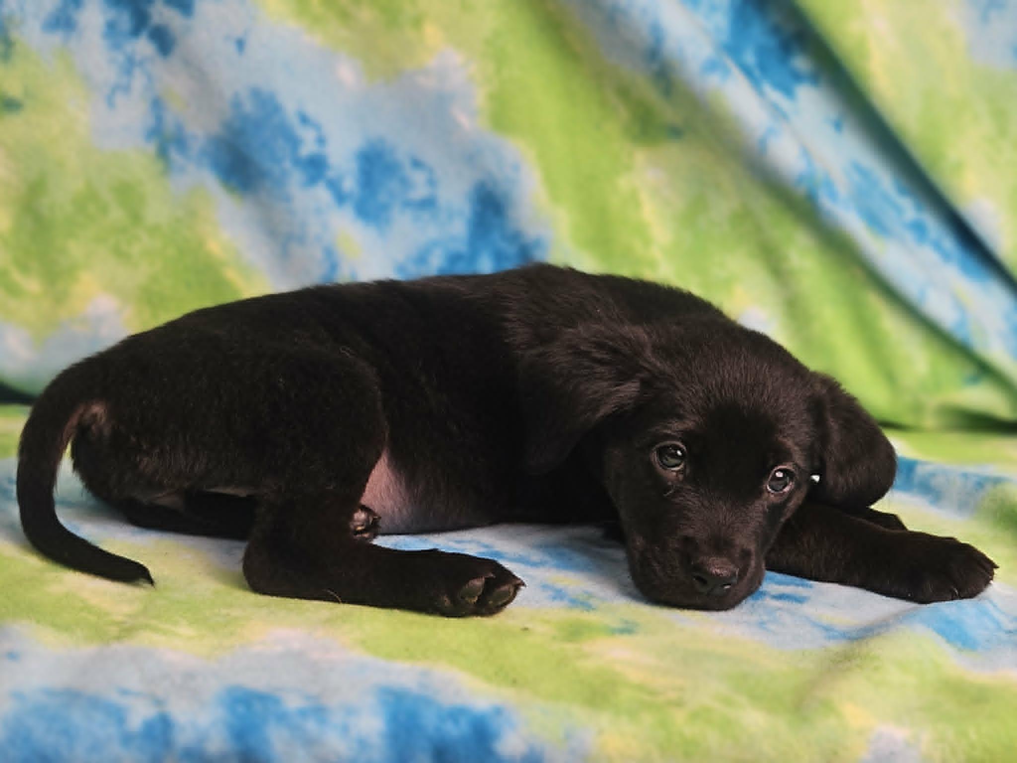 Enlarge Waffles, an adopted mixed breed in East Sparta, OH image 1/1