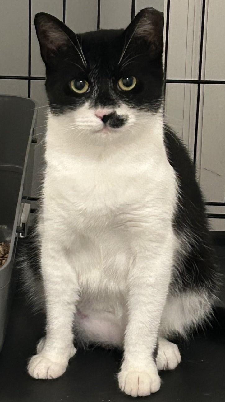 Marticia, ADOPTABLE, Young Female Domestic Short Hair.