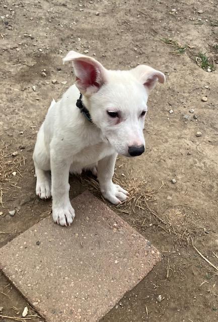 Billy, a ADOPTABLE mixed breed in RUSSIAVILLE, IN image 2/4