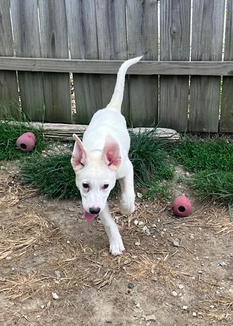 Billy, a ADOPTABLE mixed breed in RUSSIAVILLE, IN image 3/4