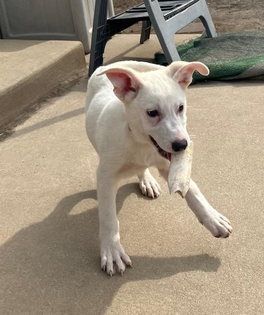 Billy, a ADOPTABLE mixed breed in RUSSIAVILLE, IN image 1/4
