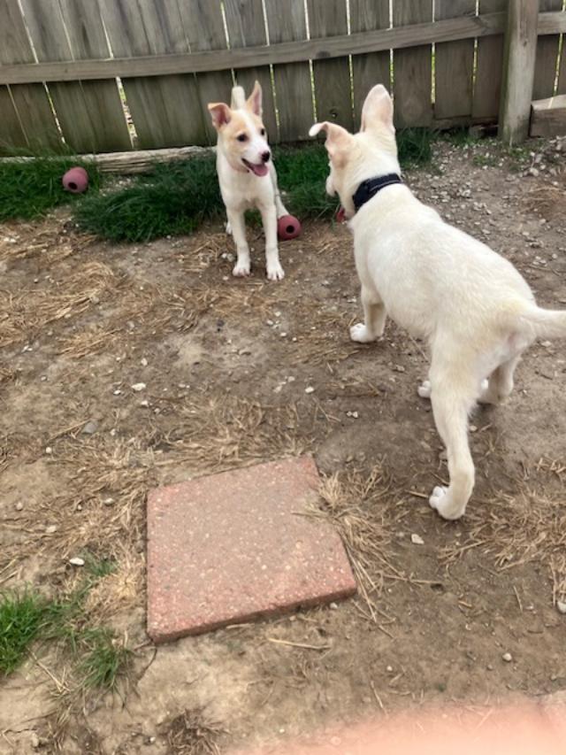 Billy, a ADOPTABLE mixed breed in RUSSIAVILLE, IN image 4/4