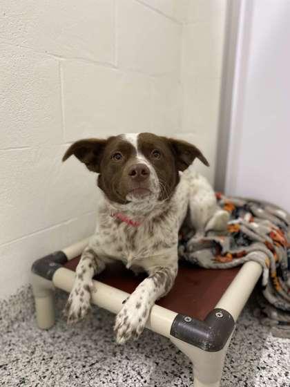 Zena, Adoptable, Adult Female Fox Terrier & Mixed Breed.