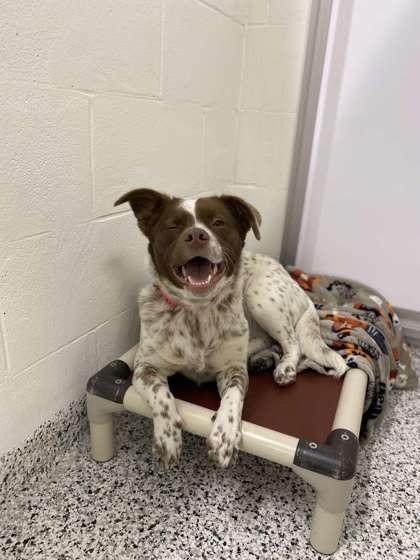 Enlarge Zena, a Adoptable mixed breed in Fergus Falls, MN image 2/3