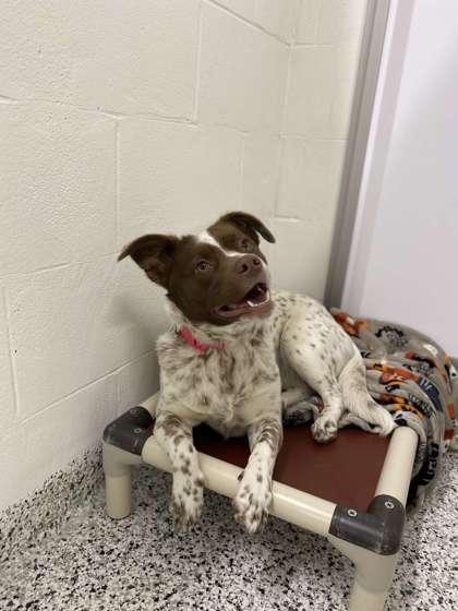 Enlarge Zena, a Adoptable mixed breed in Fergus Falls, MN image 3/3