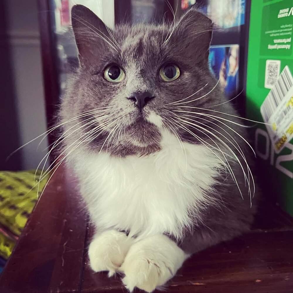 ROMEO-bonded with Carmella, a Adoptable Domestic Medium Hair in Burlington, NC image 1/6