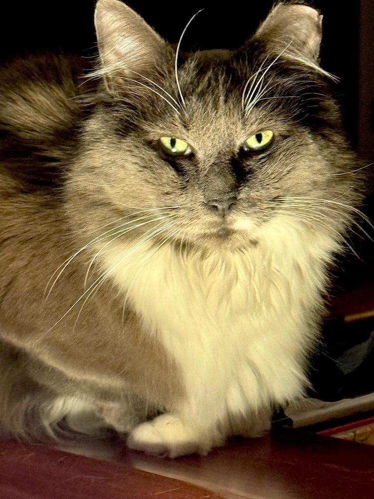 ROMEO-bonded with Carmella, Adoptable, Adult Male Domestic Medium Hair.