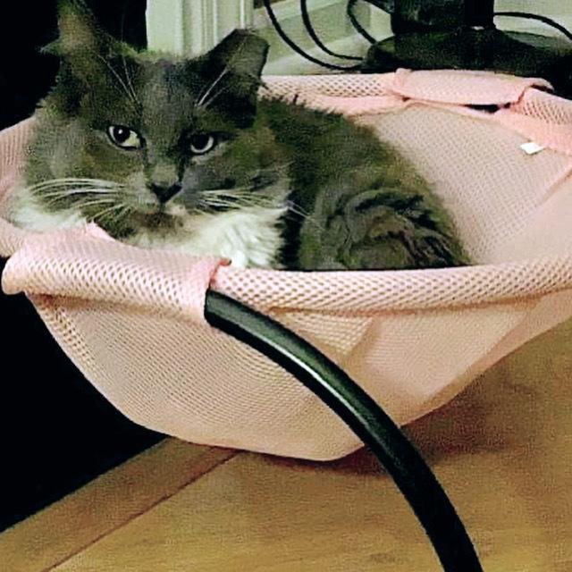 ROMEO-bonded with Carmella, a Adoptable Domestic Medium Hair in Burlington, NC image 2/6