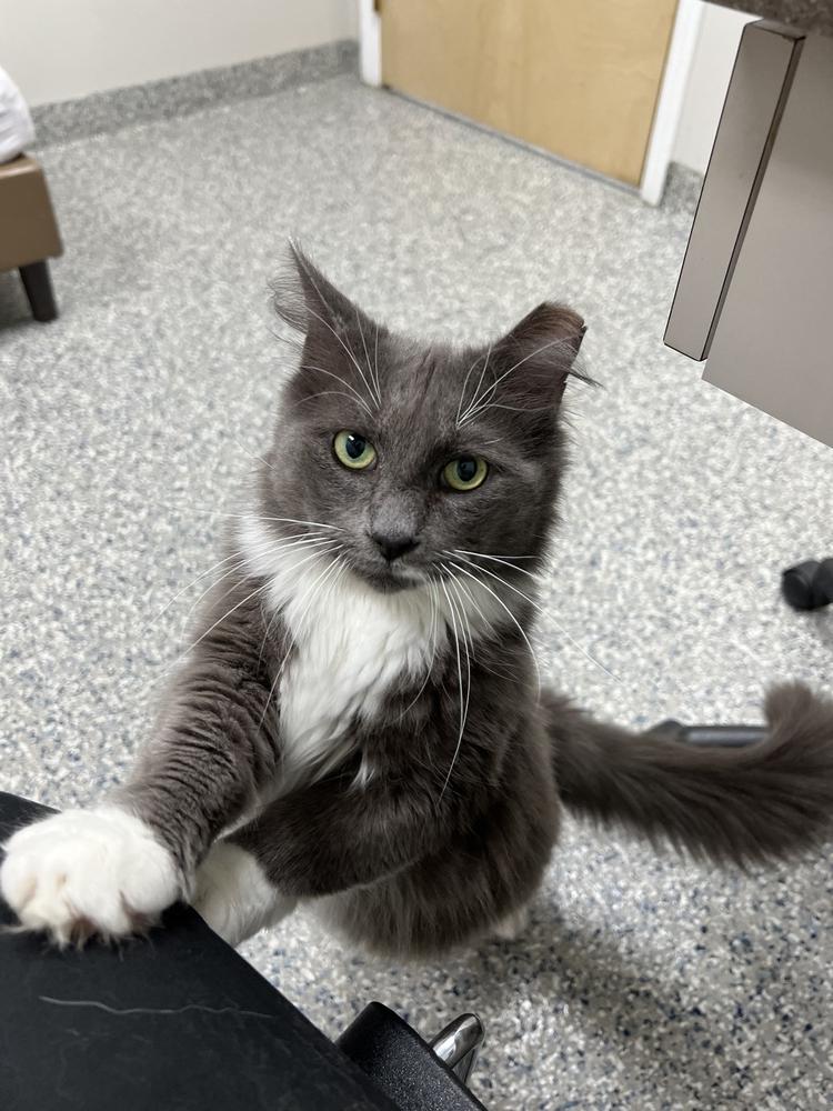 ROMEO-bonded with Carmella, a Adoptable Domestic Medium Hair in Burlington, NC image 3/6