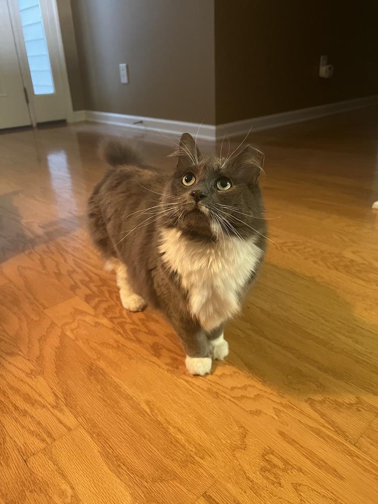 ROMEO-bonded with Carmella, a Adoptable Domestic Medium Hair in Burlington, NC image 4/6