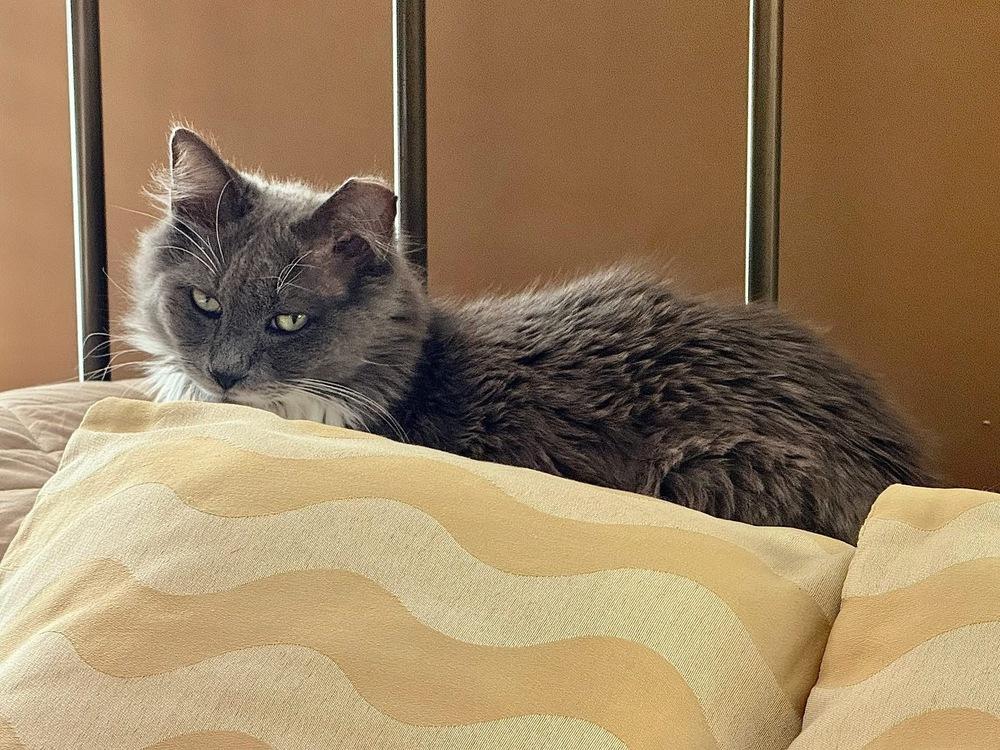 Enlarge ROMEO-bonded with Carmella, a Adoptable Domestic Medium Hair in Burlington, NC image 4/6