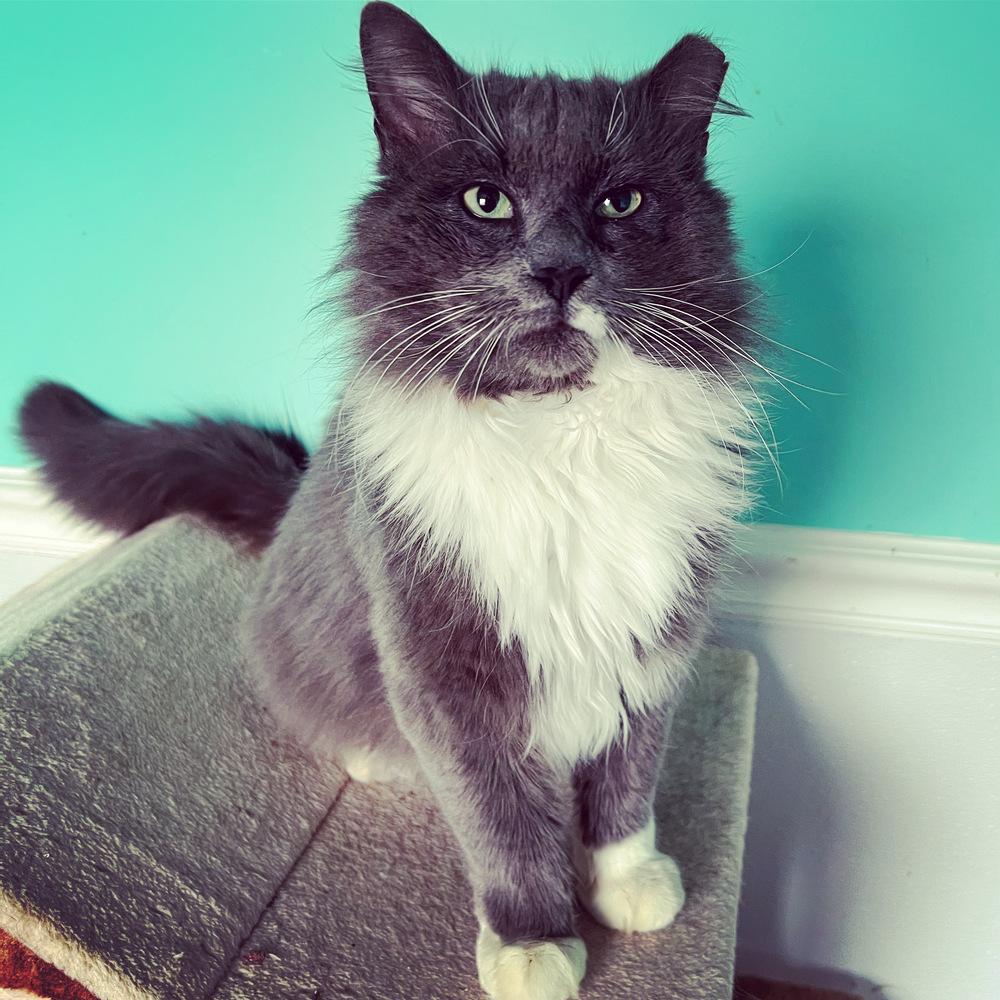 ROMEO-bonded with Carmella, a Adoptable Domestic Medium Hair in Burlington, NC image 5/6