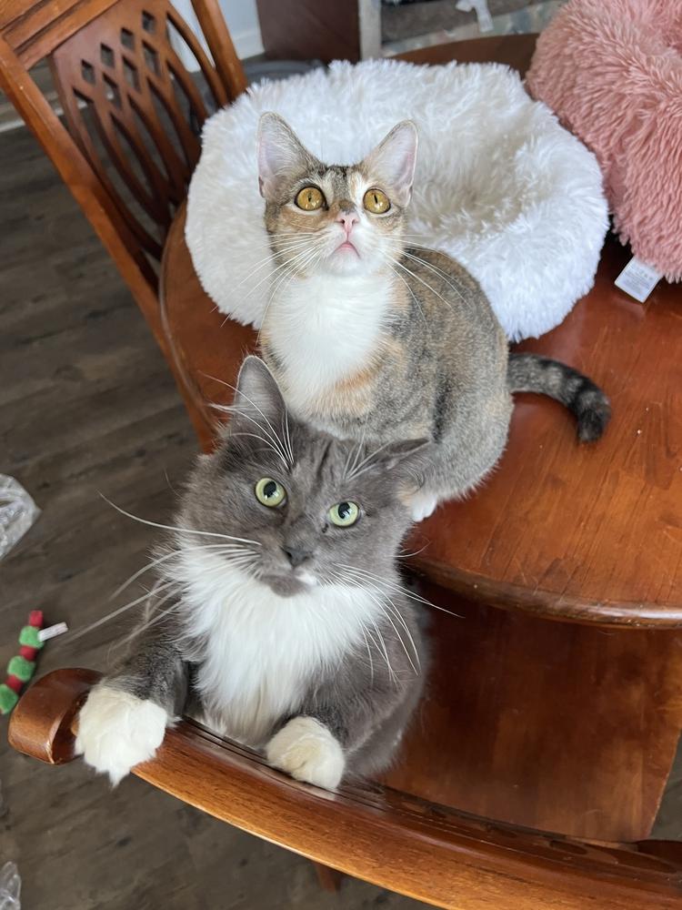 ROMEO-bonded with Carmella, a Adoptable Domestic Medium Hair in Burlington, NC image 6/6