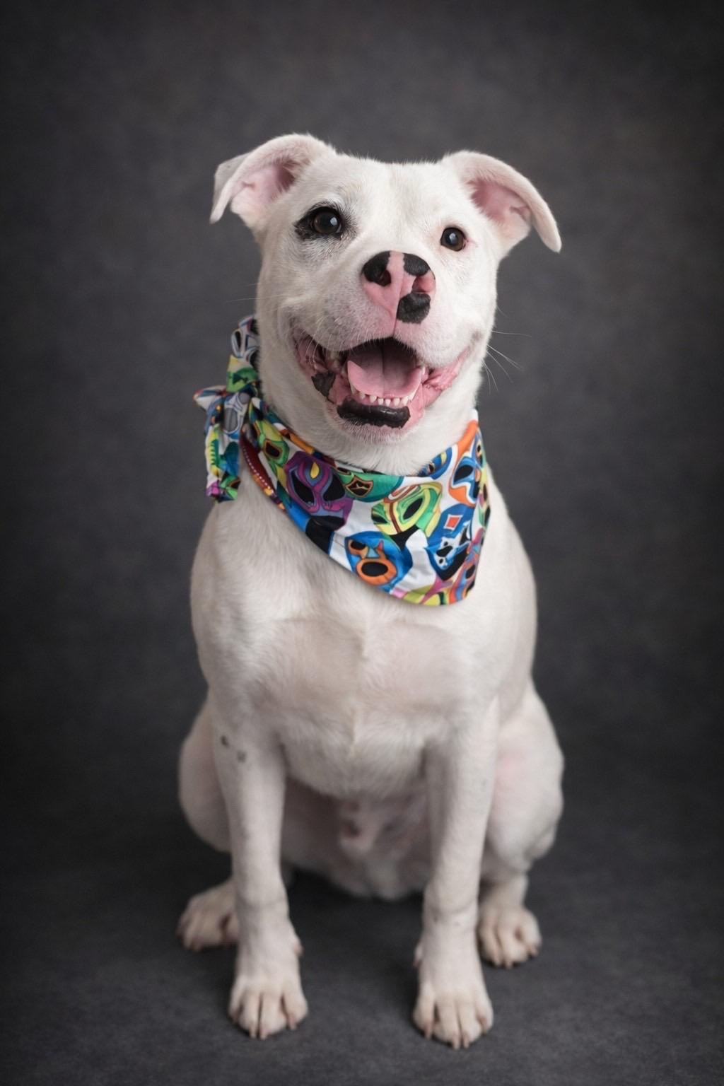Enlarge Petey, an adopted mixed breed in Murrieta, CA image 1/3