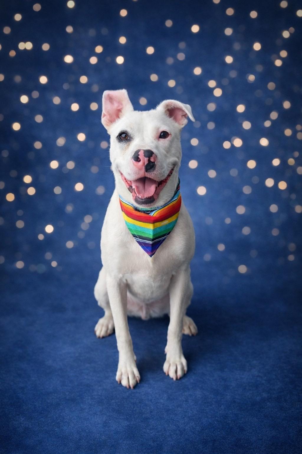 Enlarge Petey Buttons, an adoptable mixed breed in Murrieta, CA image 1/6