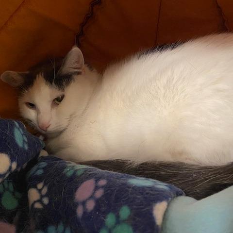 Enlarge Sam, a Adoptable Domestic Short Hair in Dayton, OH image 1/1