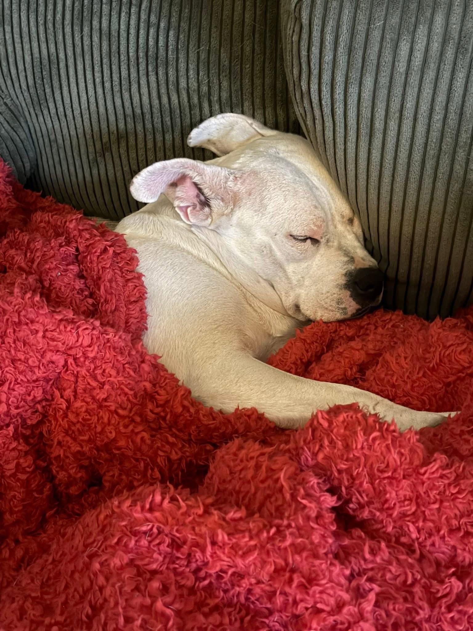 Princess Brisket — thumbnail 2