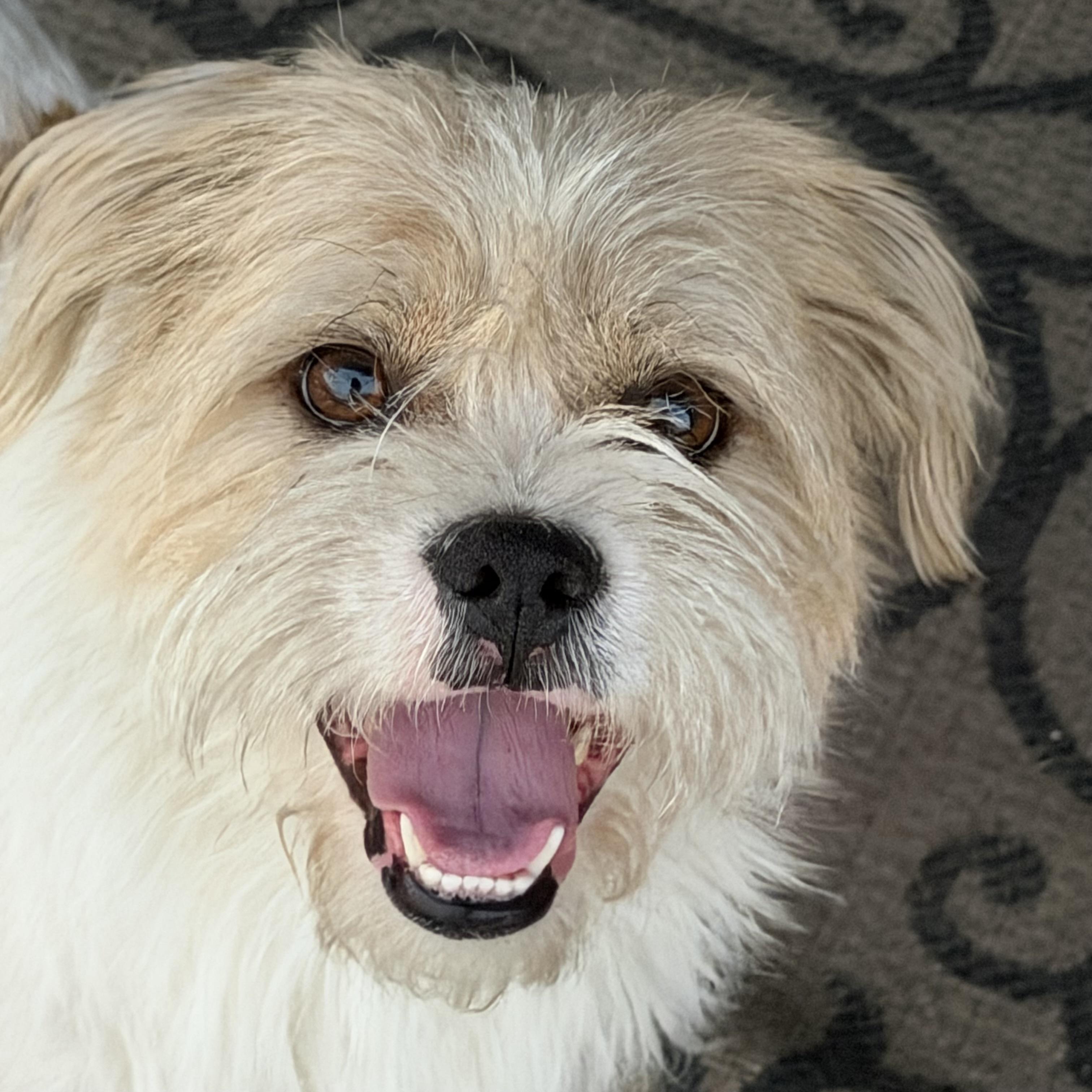 Enlarge Sherman, a Adoptable Border Terrier in Bakersfield, CA image 1/5