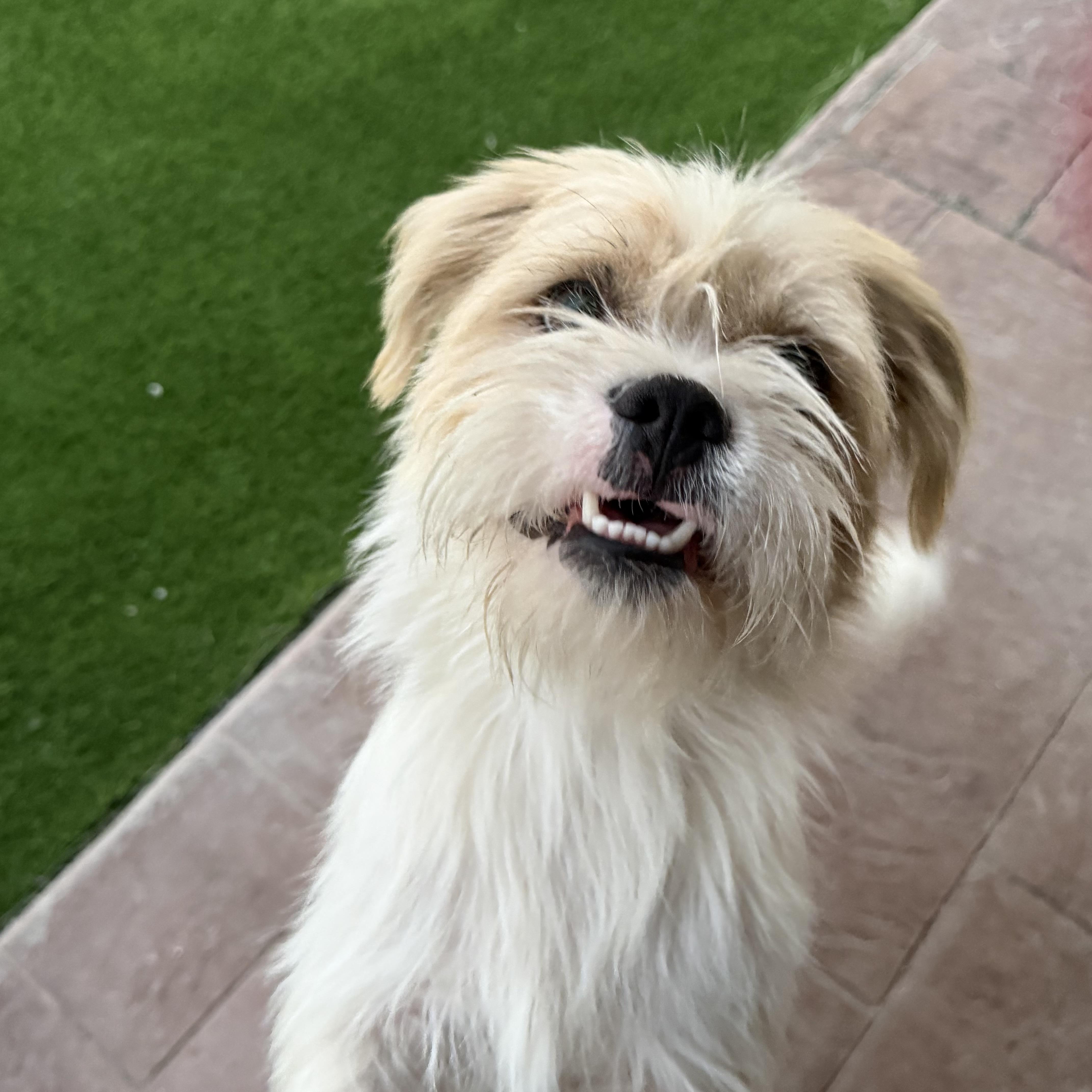 Enlarge Sherman, a Adoptable Border Terrier in Bakersfield, CA image 2/5