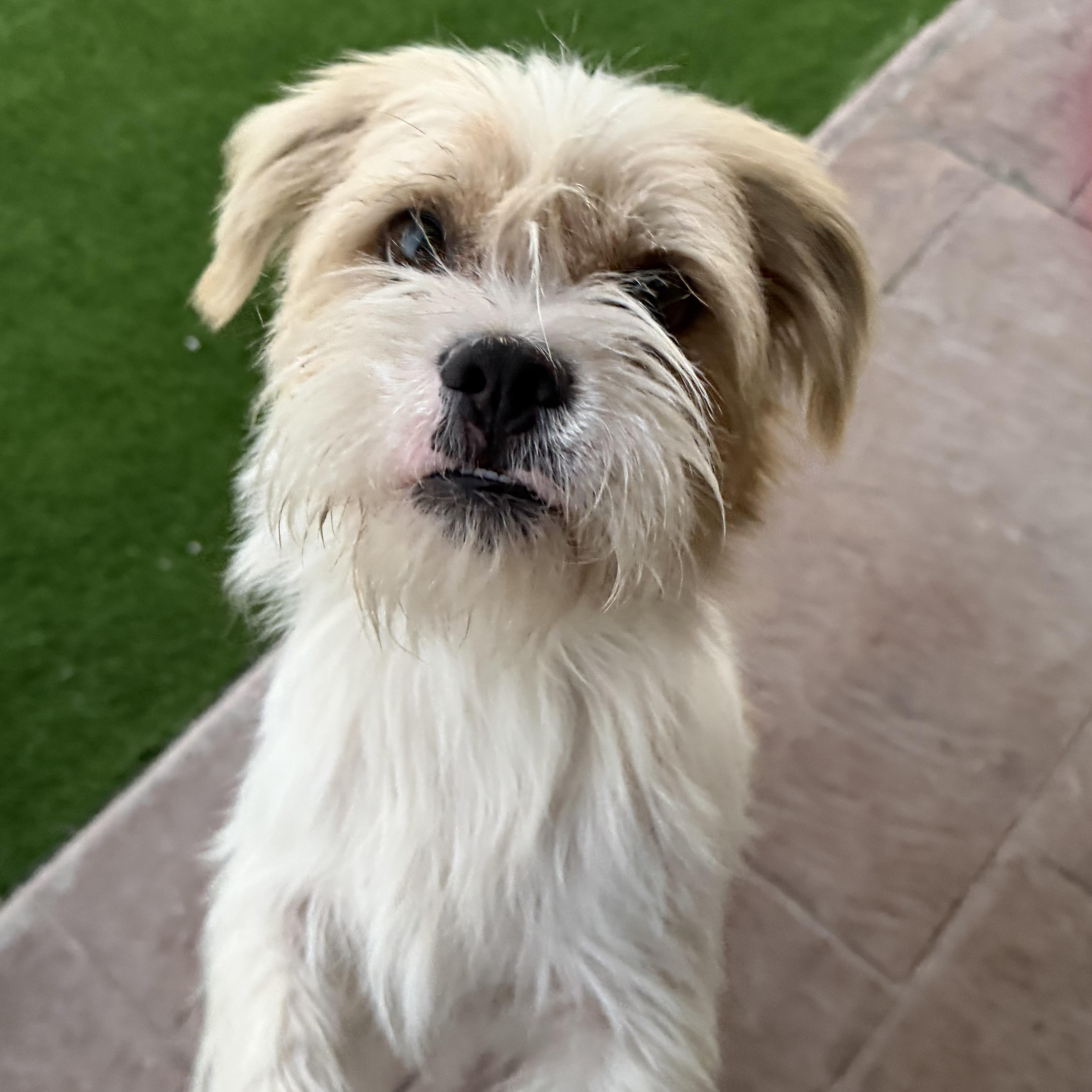 Enlarge Sherman, a Adoptable Border Terrier in Bakersfield, CA image 4/5