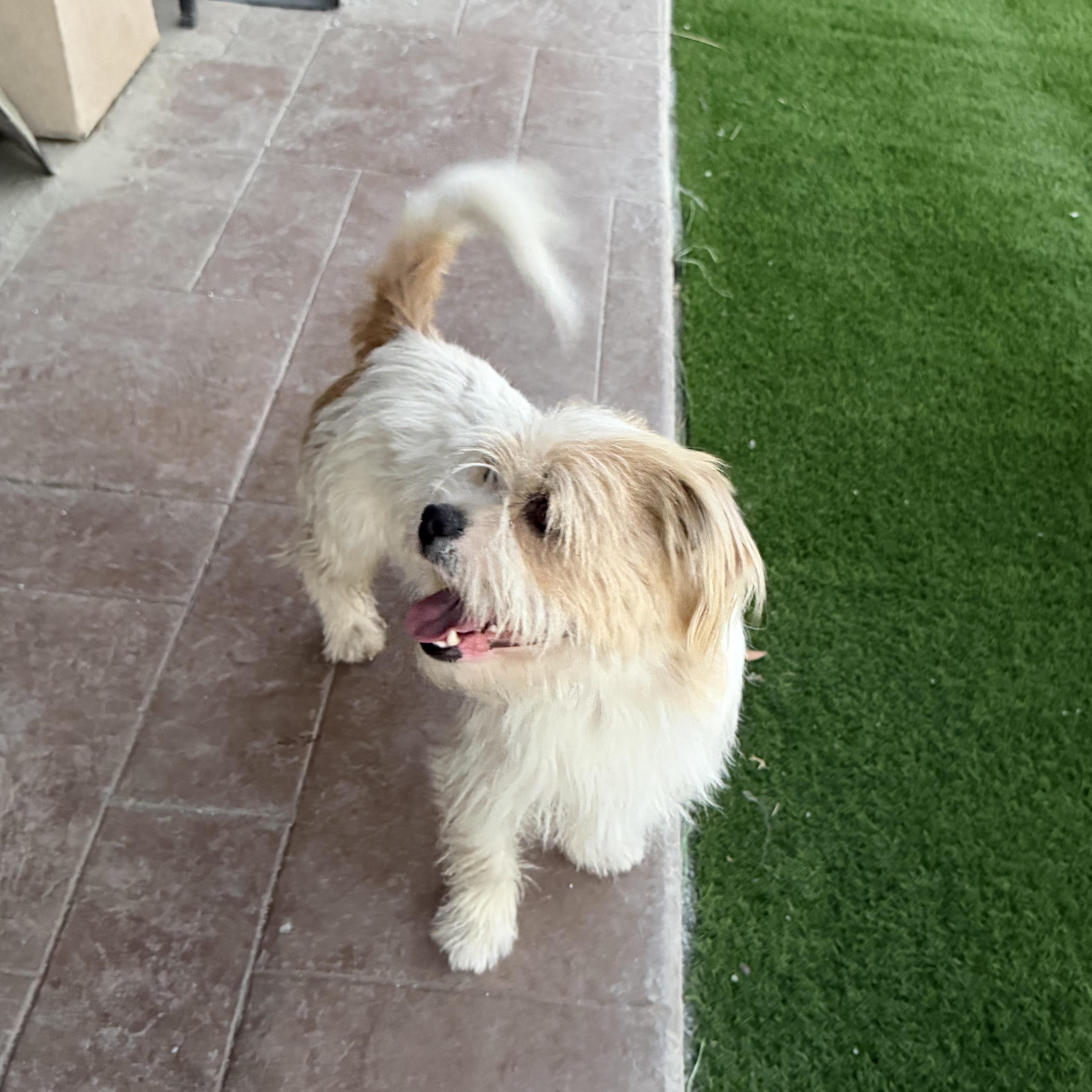 Enlarge Sherman, a Adoptable Border Terrier in Bakersfield, CA image 3/5