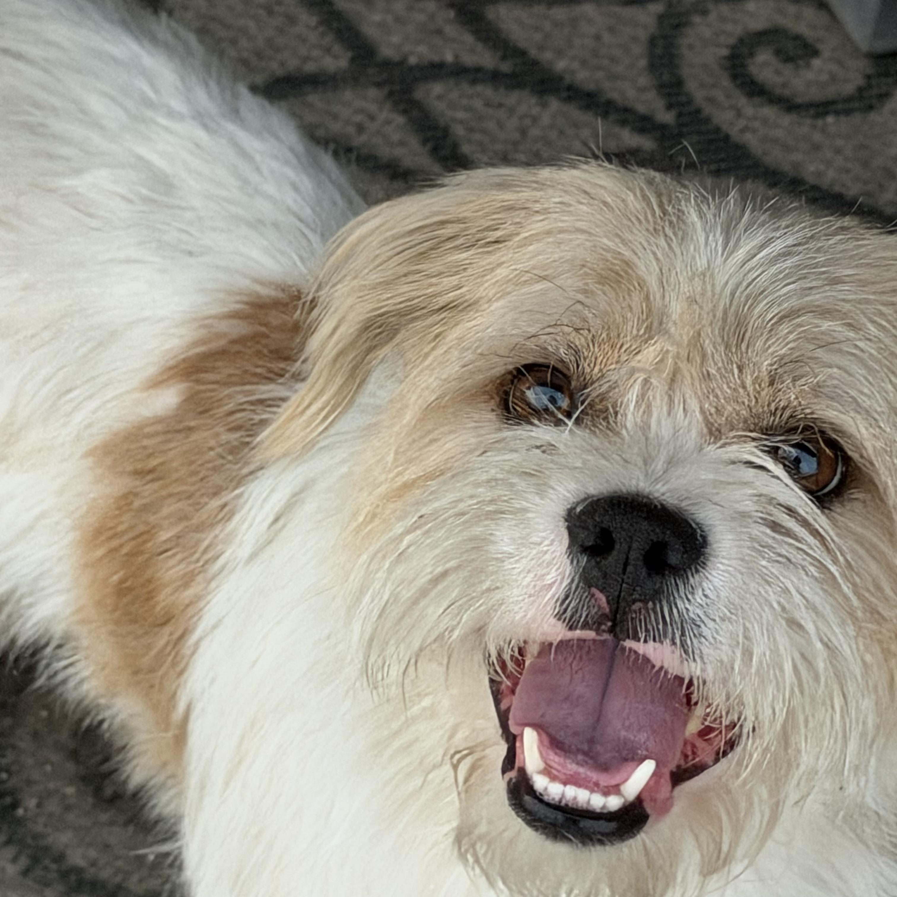 Enlarge Sherman, a Adoptable Border Terrier in Bakersfield, CA image 5/5