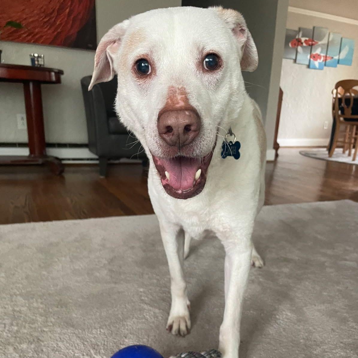 Enlarge Cash (Exceptional dog!), a Adoptable mixed breed image 1/6