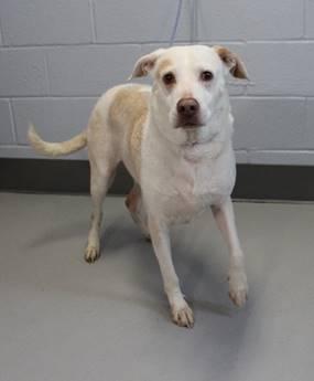 Enlarge Cash (Exceptional dog!), a Adoptable mixed breed image 2/6