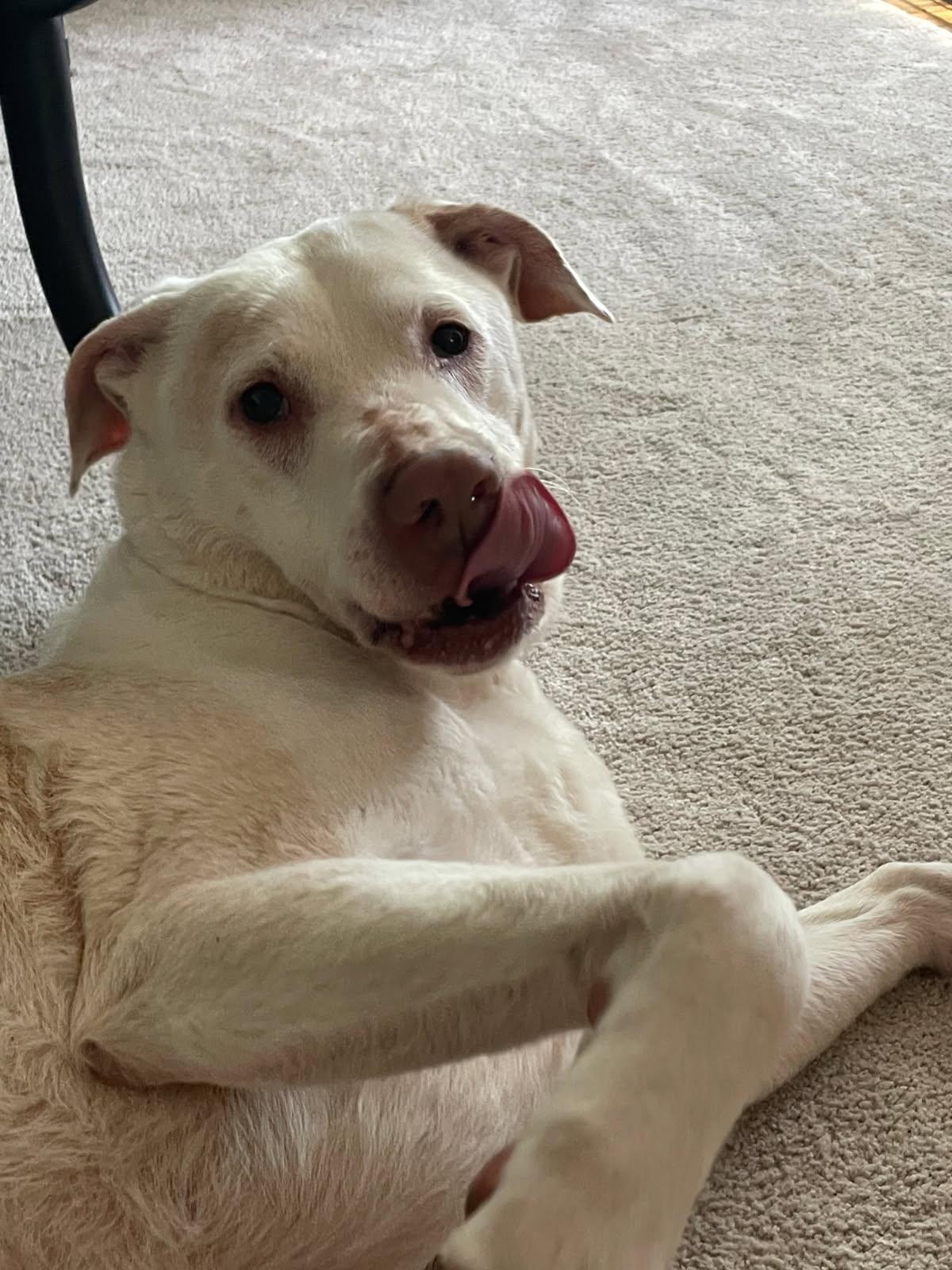 Enlarge Cash (Exceptional dog!), a Adoptable mixed breed image 3/6