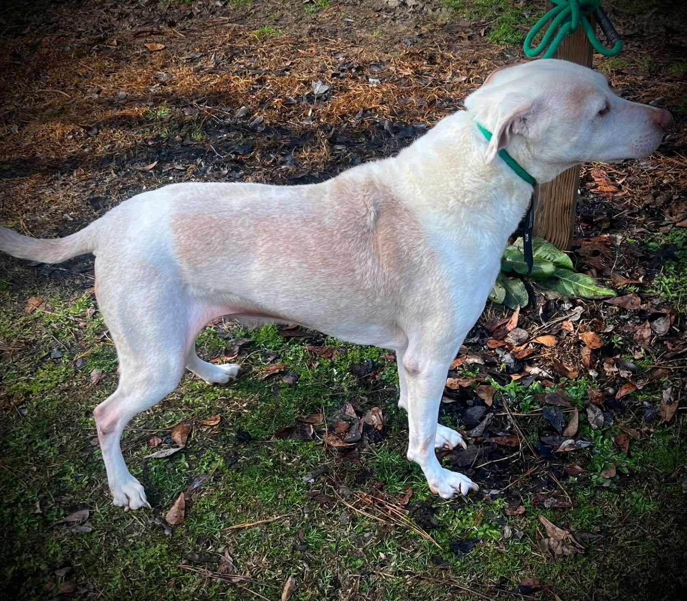 Enlarge Cash (Exceptional dog!), a Adoptable mixed breed image 5/6