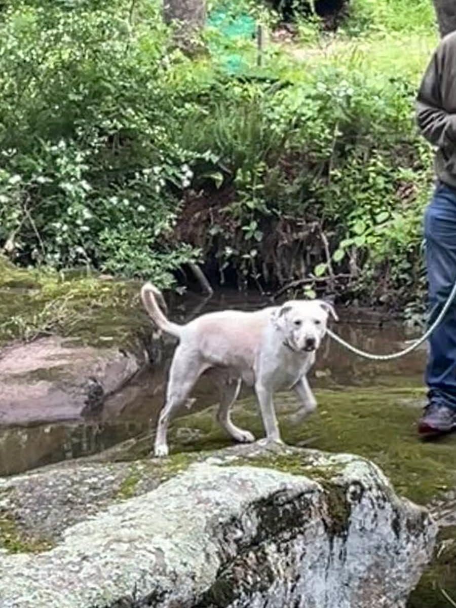 Enlarge Cash (Exceptional dog!), a Adoptable mixed breed image 4/6