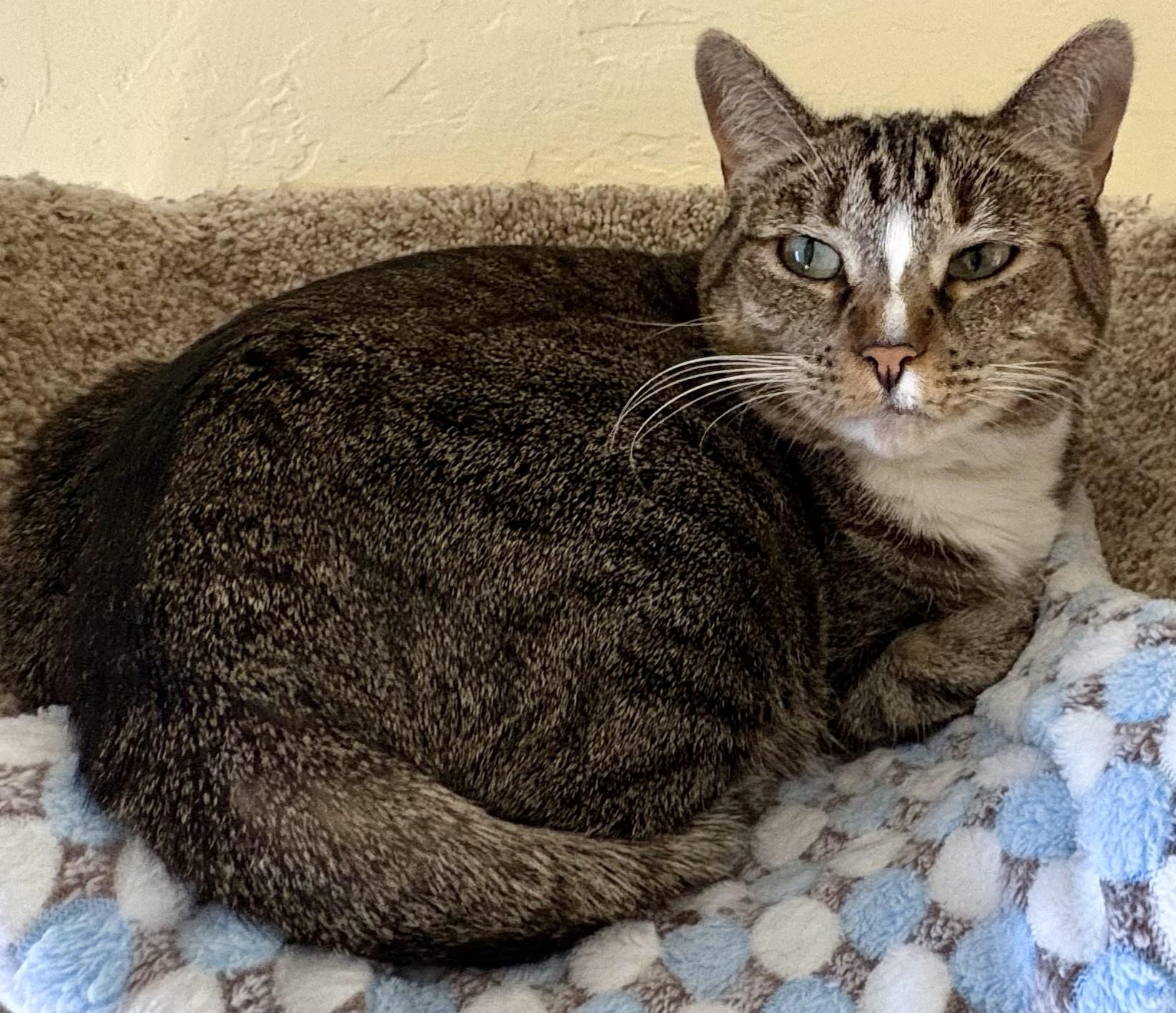 JASMINE, a Adoptable Tabby in Prescott, AZ image 2/6