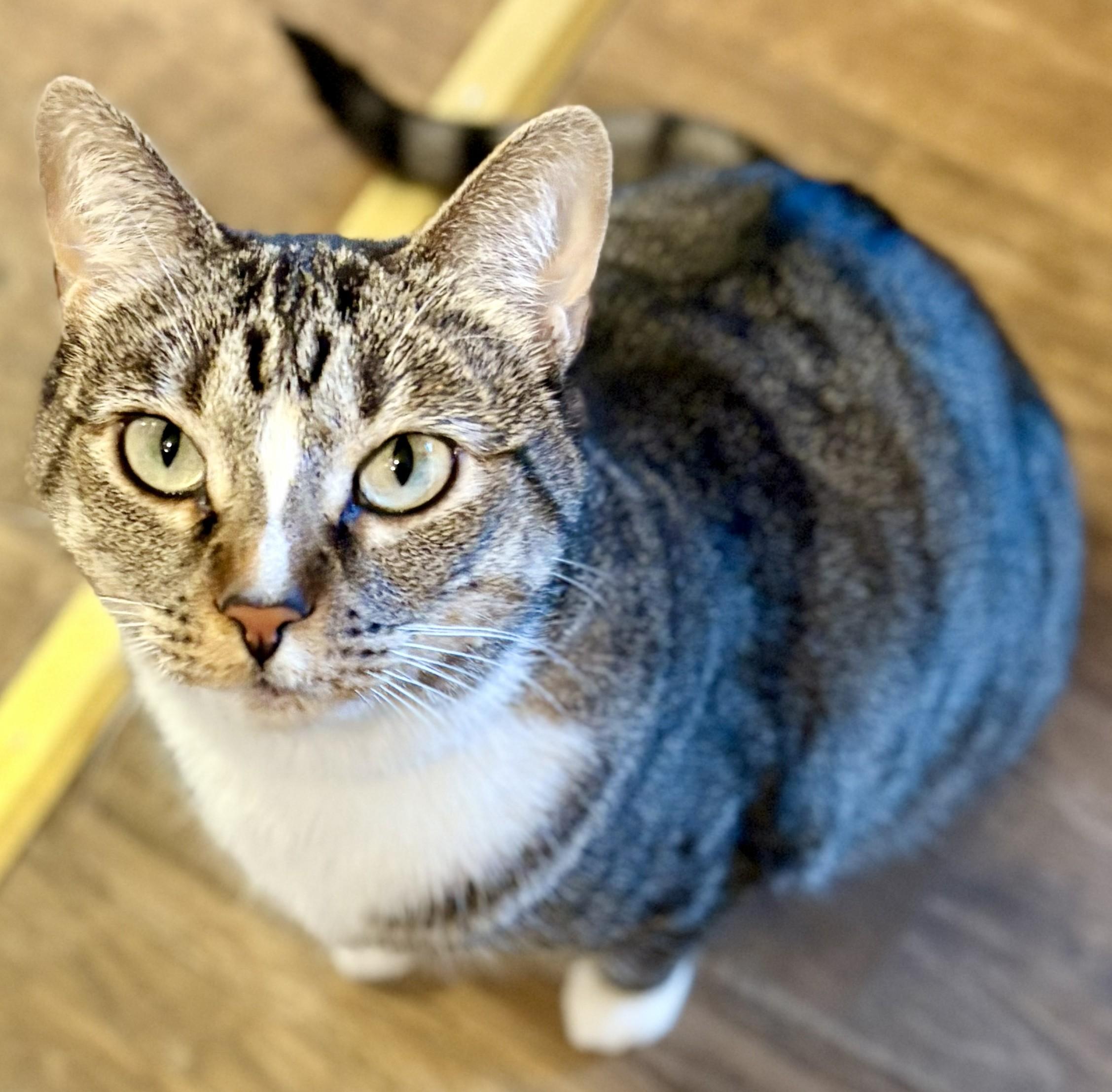 JASMINE, a Adoptable Tabby in Prescott, AZ image 3/6