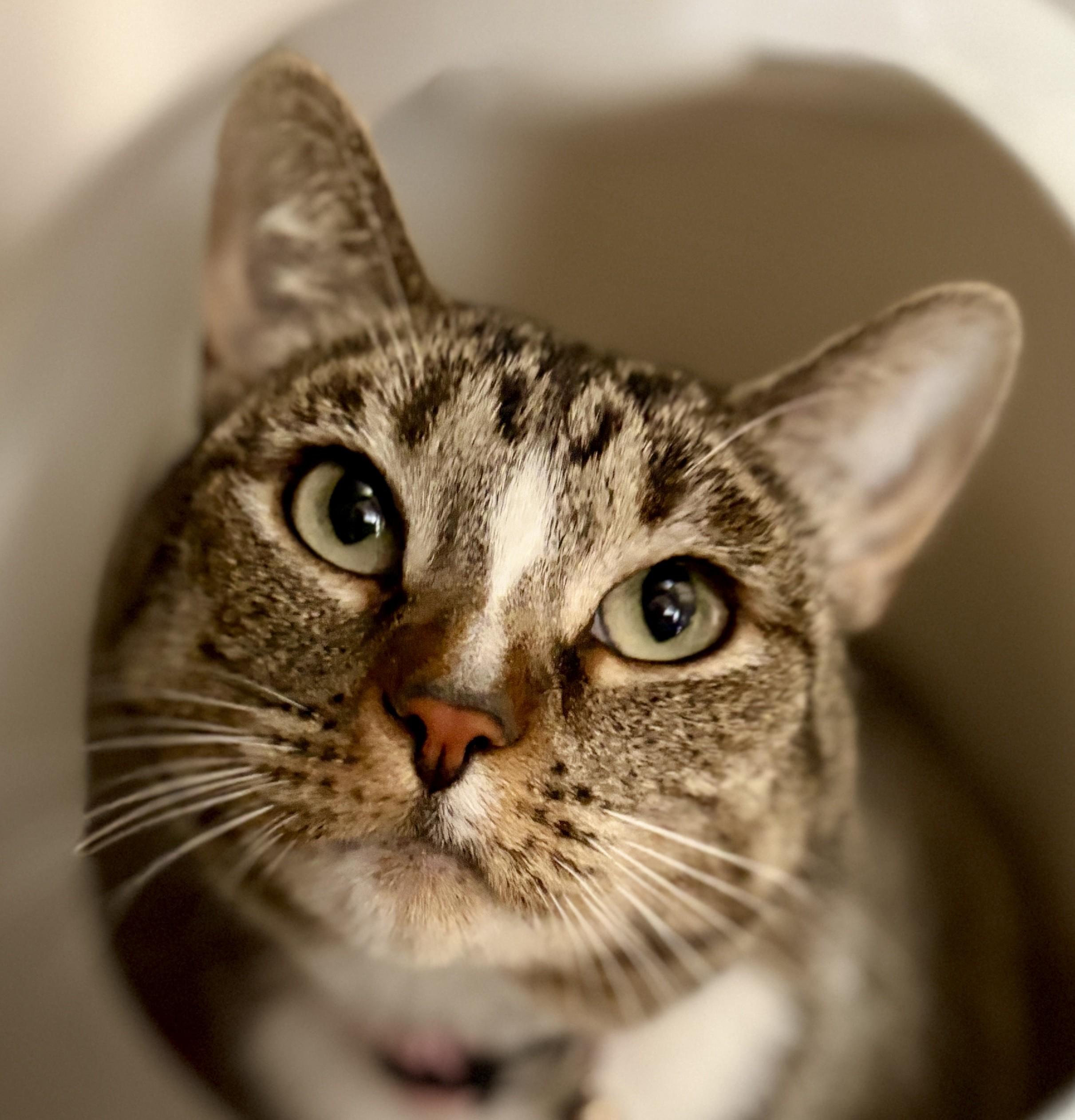 JASMINE, a Adoptable Tabby in Prescott, AZ image 4/6