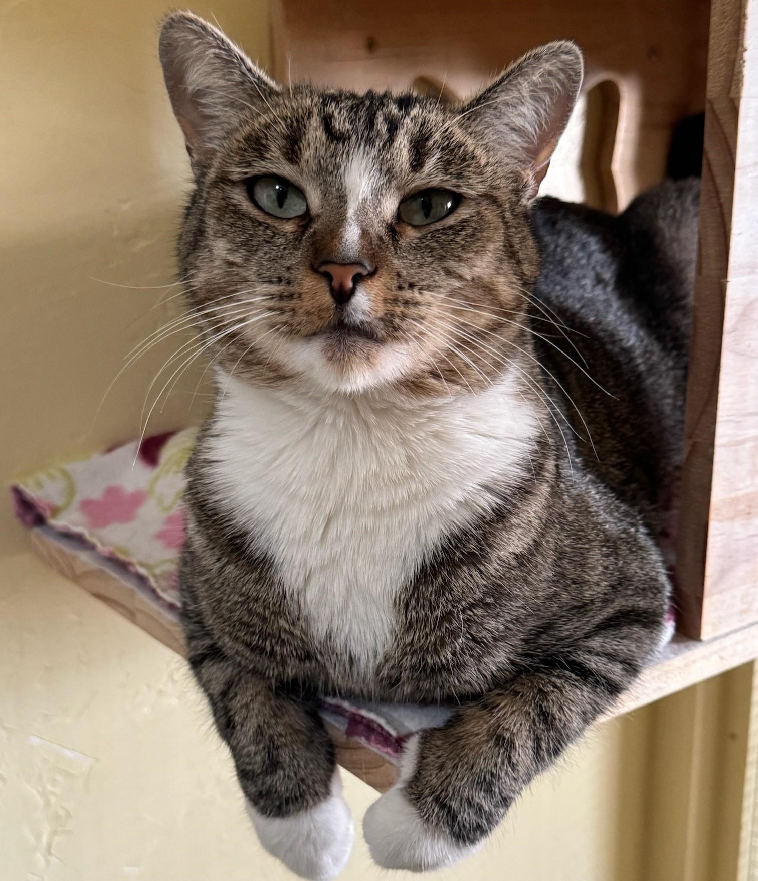 JASMINE, a Adoptable Tabby in Prescott, AZ image 5/6