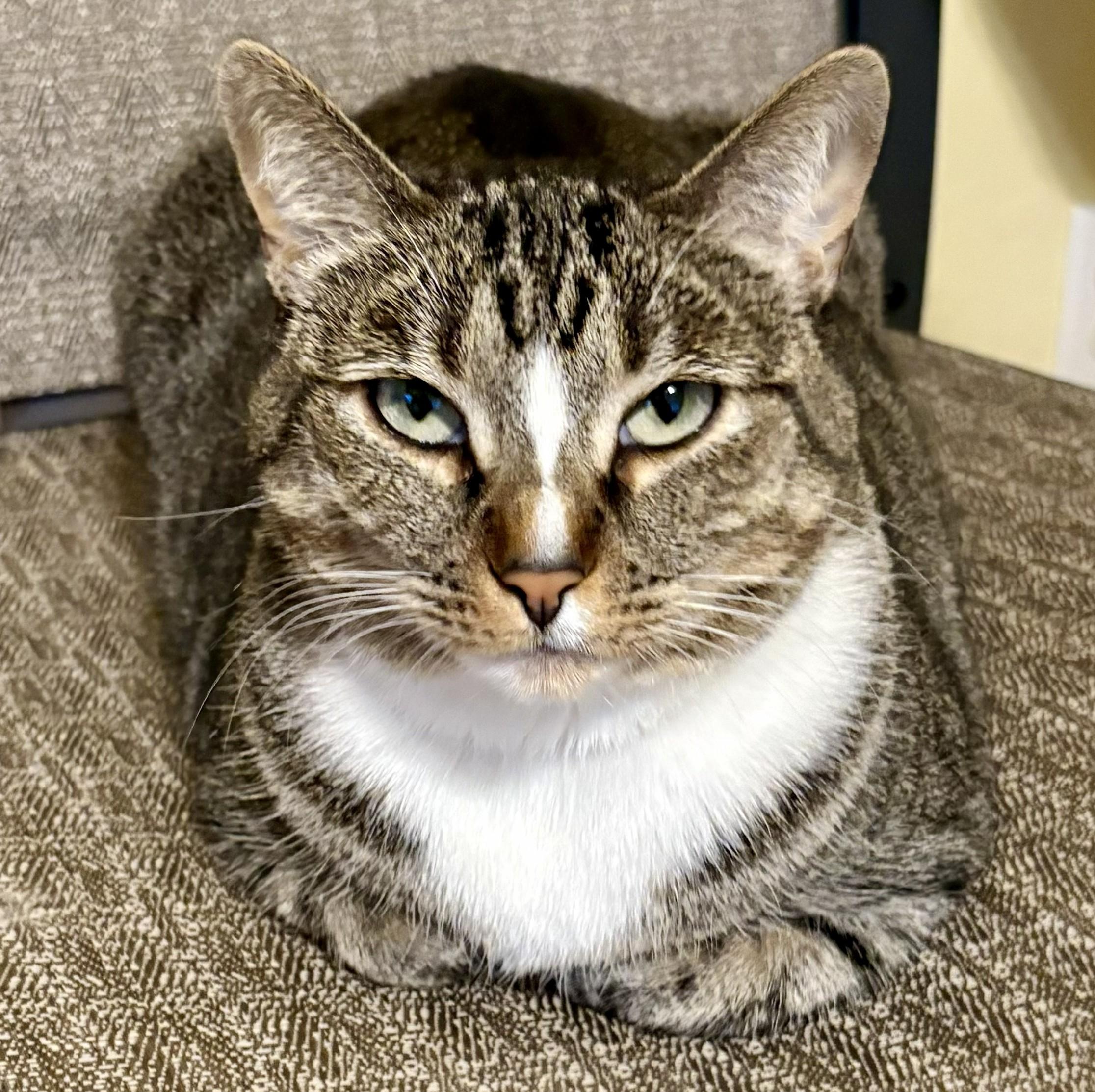 JASMINE, a Adoptable Tabby in Prescott, AZ image 6/6