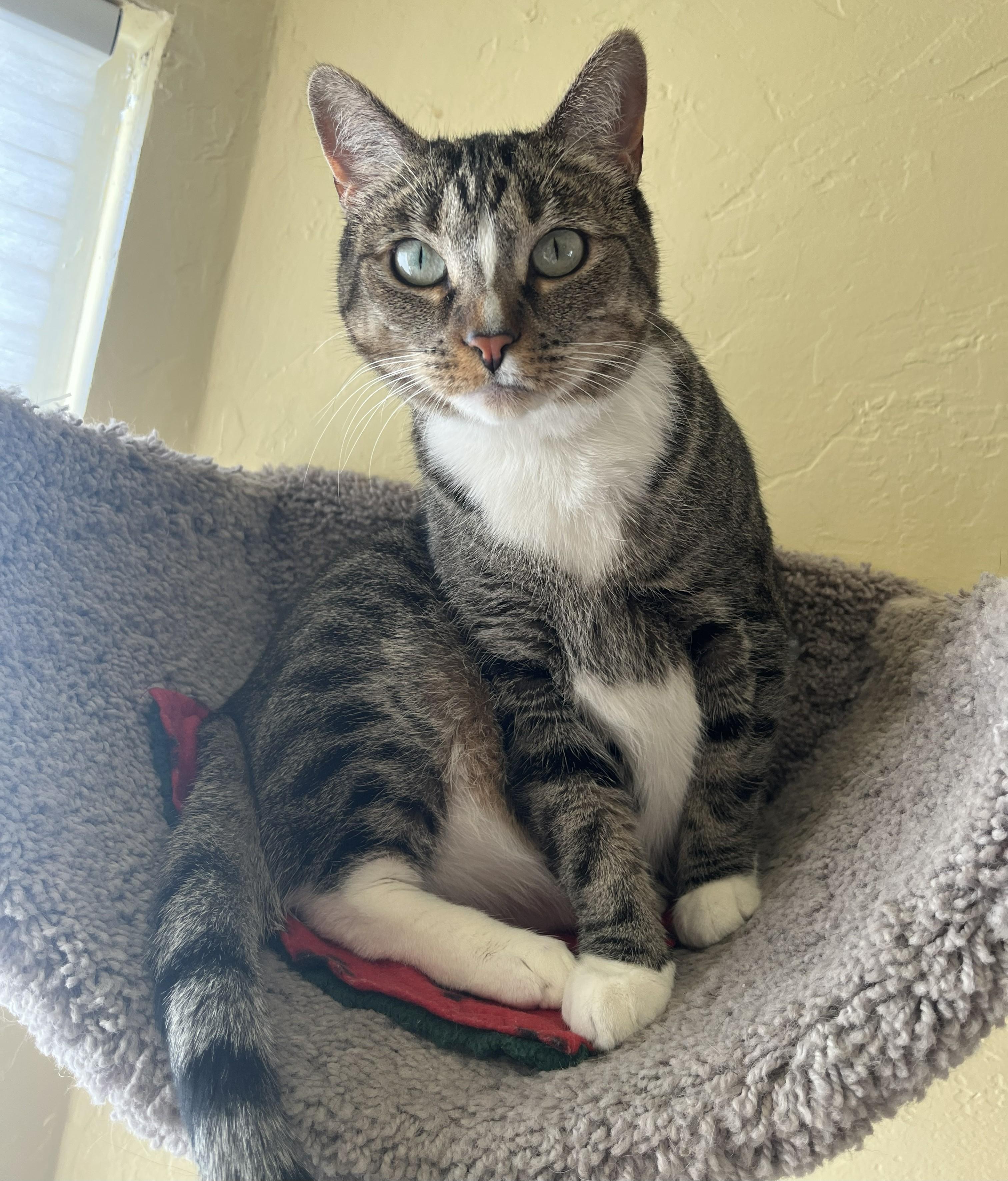 JASMINE, a Adoptable Tabby in Prescott, AZ image 1/6