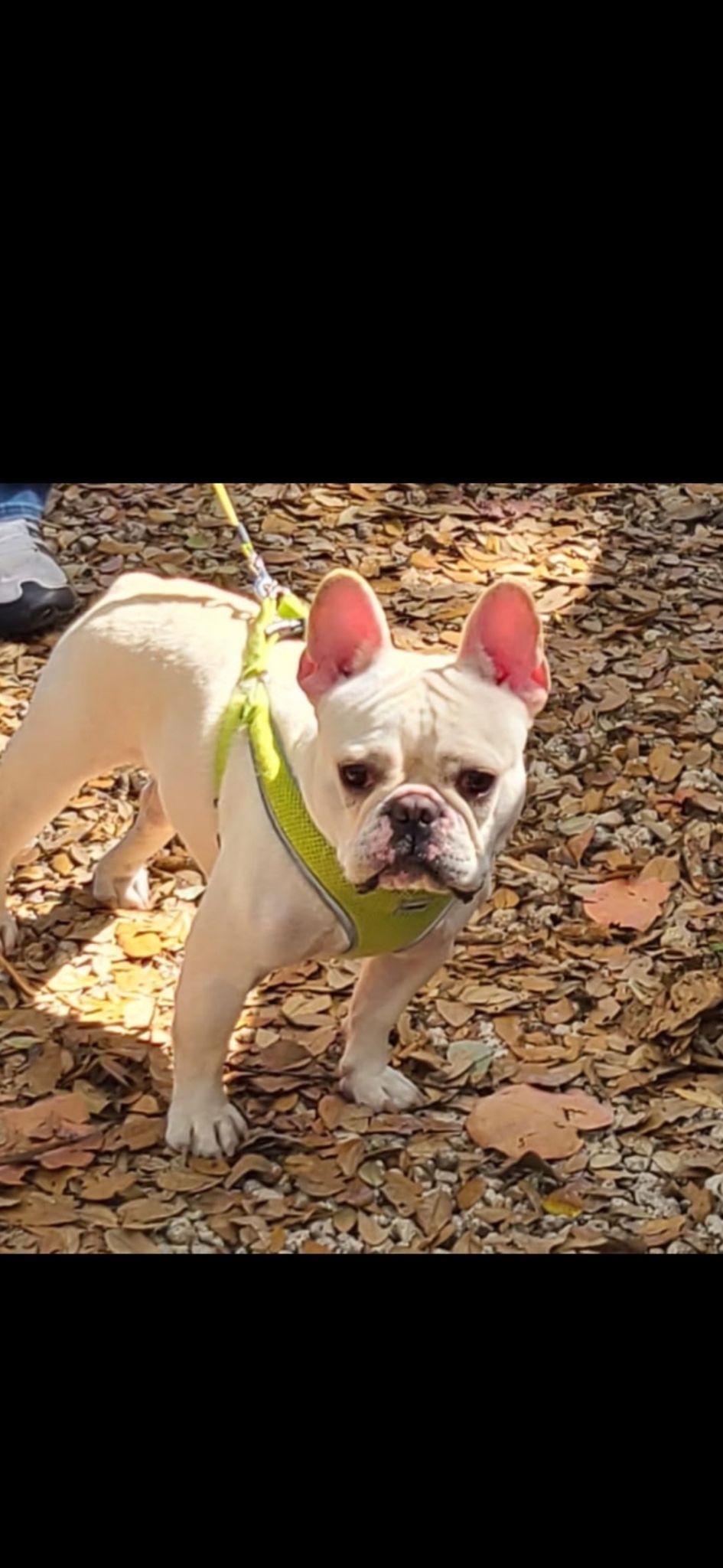 Gino French Bulldog Dog