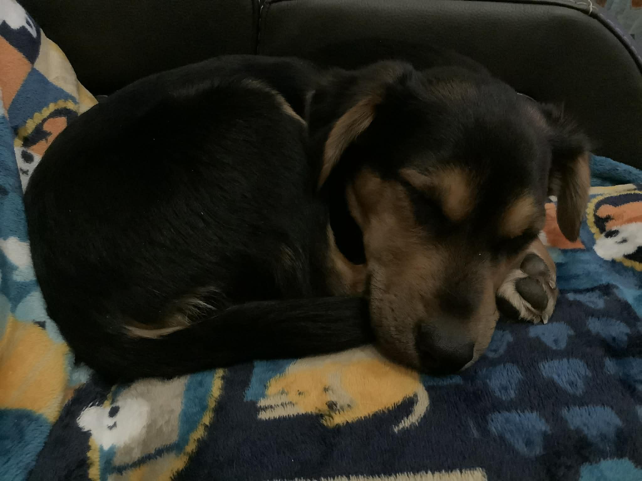 Enlarge Dustin, a ADOPTABLE mixed breed in Cross Roads, TX image 6/6