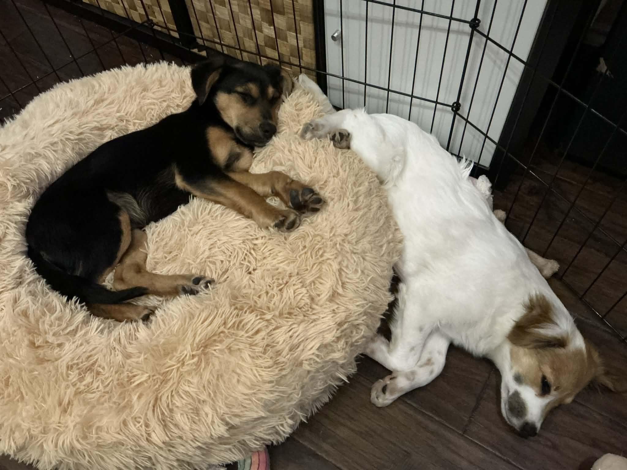 Enlarge Dustin, a ADOPTABLE mixed breed in Cross Roads, TX image 4/6