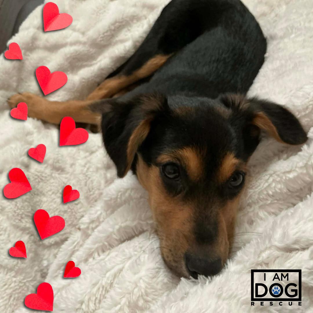 Enlarge Dustin, a ADOPTABLE mixed breed in Cross Roads, TX image 1/6